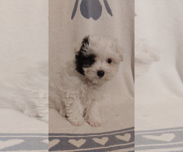 Medium Photo #4  Breeder Profile in WINCHESTER, VA, USA