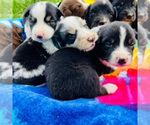 Small breeder photo