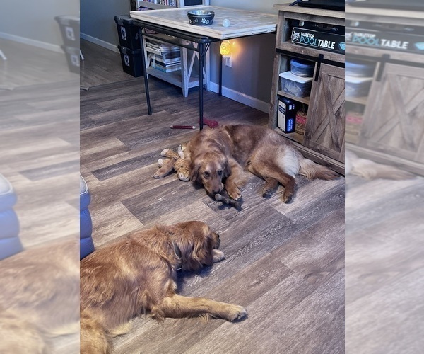 Medium Photo #61  Breeder Profile in HARRISON, OH, USA