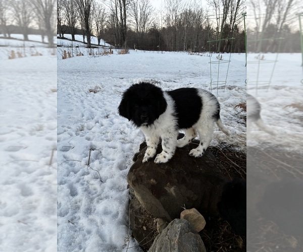 Medium Photo #3  Breeder Profile in SAXTONS RIVER, VT, USA