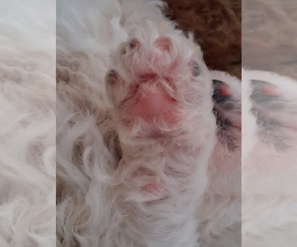 Medium Photo #85  Breeder Profile in GASTONIA, NC, USA
