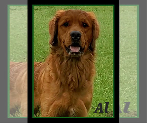 Golden Retriever Dog Breeder in KIMBALL,  USA