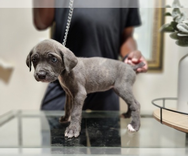 Medium Photo #1  Breeder Profile in ATLANTA, GA, USA