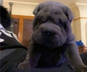 Chinese Shar-Pei Dog Breeder near MILWAUKEE, WI, USA