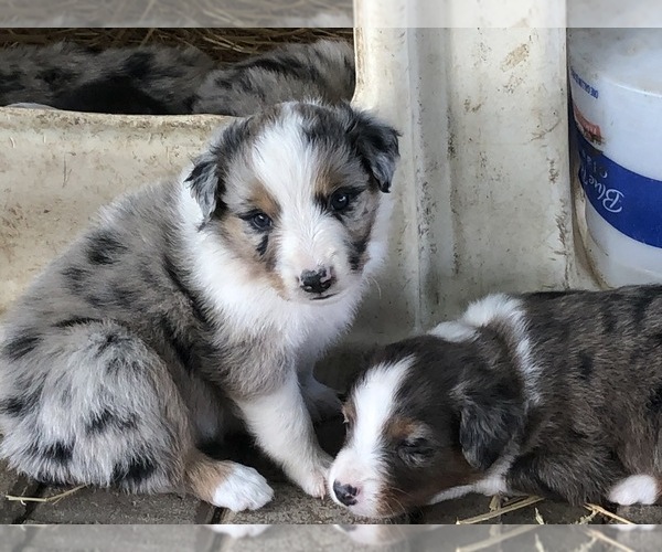 Medium Photo #1  Breeder Profile in MORRILL, KS, USA