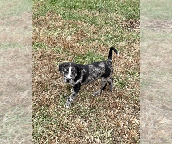 Medium Photo #10  Breeder Profile in WESTFIELD, NC, USA