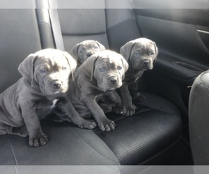 Cane Corso Dog Breeder near MIAMI, FL, USA