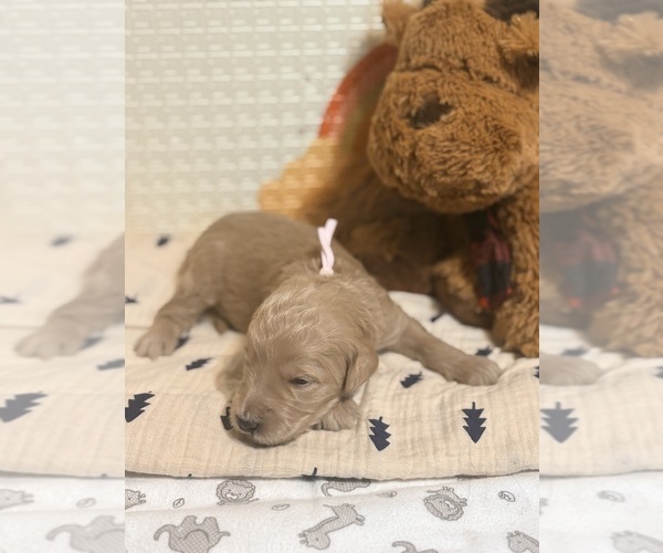 Medium Photo #4  Breeder Profile in EL CAJON, CA, USA