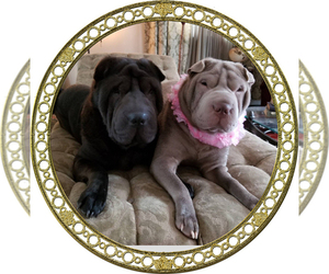 Chinese Shar-Pei Dog Breeder near RAYMOND, NH, USA