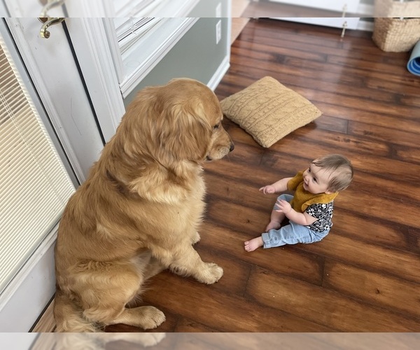 Medium Photo #8  Breeder Profile in FAIR PLAY, SC, USA