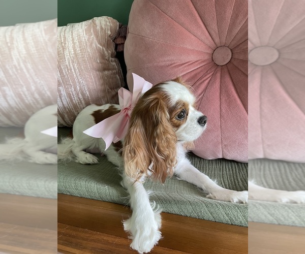Medium Photo #1  Breeder Profile in EDISTO BEACH, SC, USA