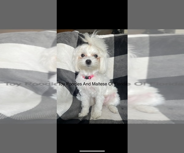 Medium Photo #1  Breeder Profile in NEW PORT RICHEY, FL, USA