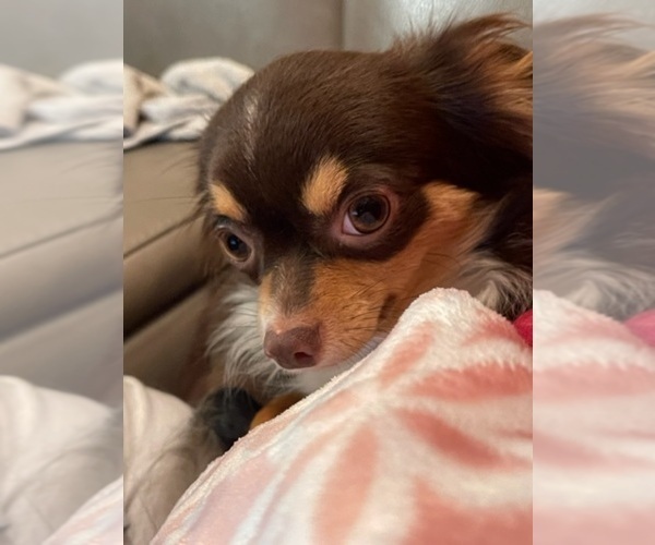 Medium Photo #91  Breeder Profile in TWINING, MI, USA