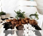 Small #47 Breeder Profile image