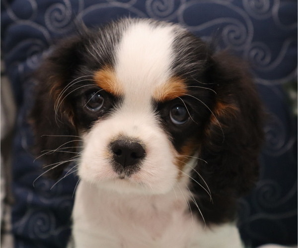 Medium Photo #12  Breeder Profile in THORP, WI, USA