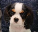 Small #11 Breeder Profile image
