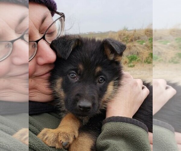 Medium Photo #1  Breeder Profile in ODESSA, TX, USA