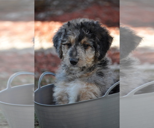 Main photo of Bordoodle Dog Breeder near BOISE, ID, USA