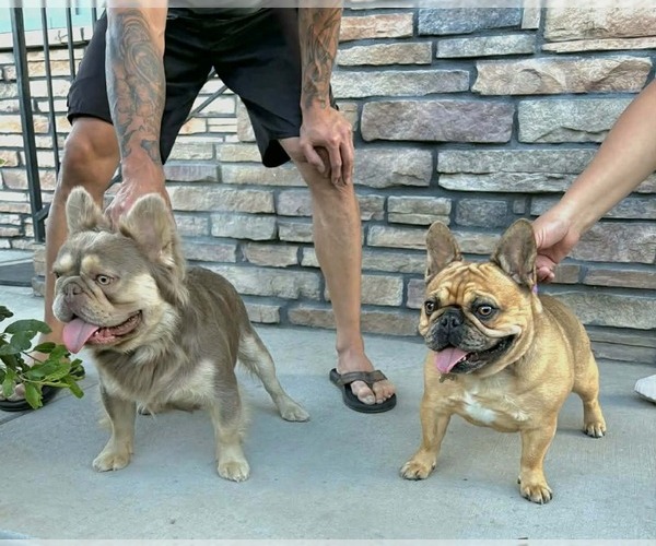Medium Photo #4  Breeder Profile in AURORA, CO, USA