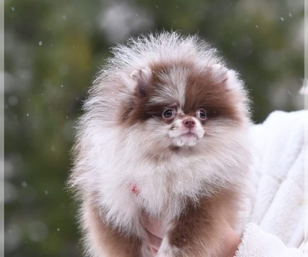 Medium Photo #12  Breeder Profile in BLANCHARD, OK, USA