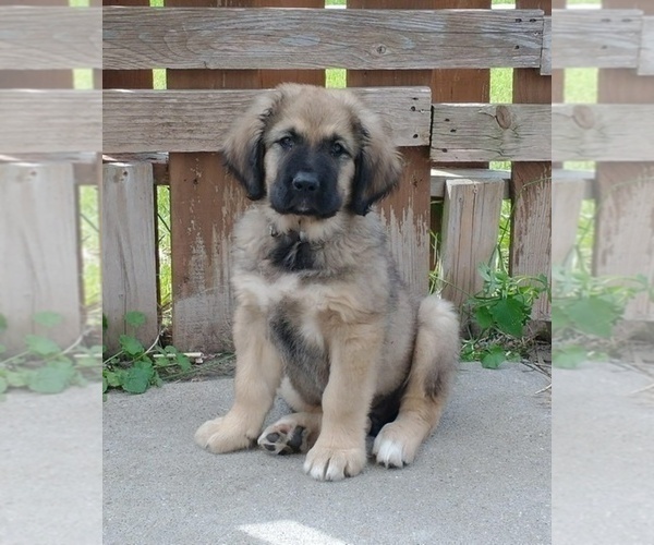 Medium Photo #47  Breeder Profile in TWINING, MI, USA