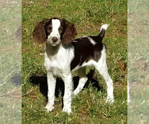 Medium Photo #1  Breeder Profile in HENDERSON, NC, USA