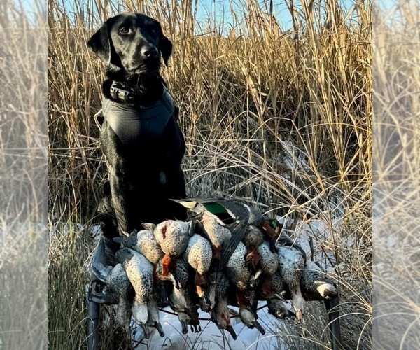 Medium Photo #30  Breeder Profile in GREENVILLE, NC, USA