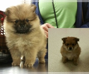 Main photo of Pomeranian Dog Breeder near BELLEVUE, WA, USA