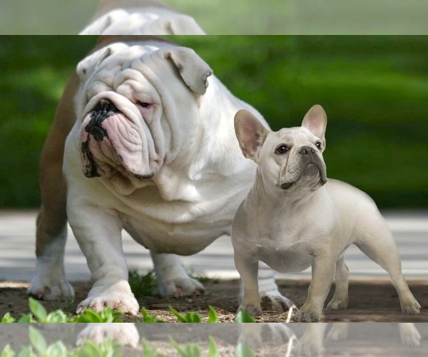Medium Photo #2  Breeder Profile in FALLBROOK, CA, USA