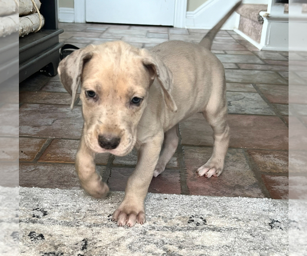 Medium Photo #12  Breeder Profile in COVINGTON, LA, USA