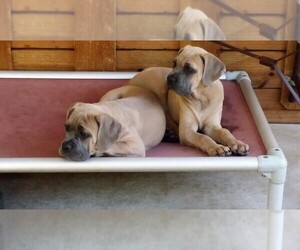 Cane Corso Dog Breeder near BULVERDE, TX, USA