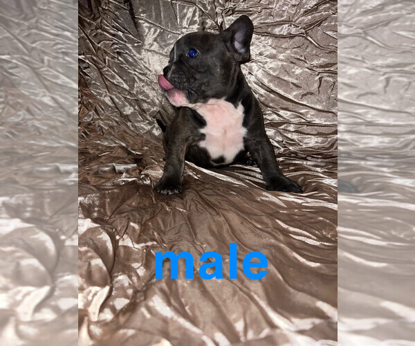 Medium Photo #1  Breeder Profile in BELOIT, WI, USA