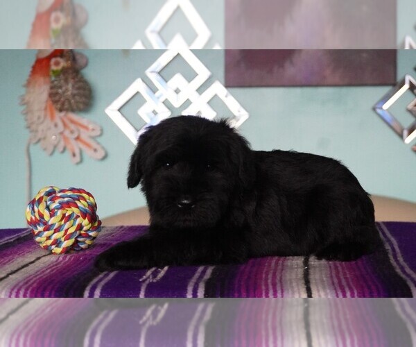 Medium Photo #3  Breeder Profile in PATASKALA, OH, USA