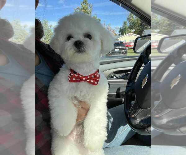 Medium Photo #11  Breeder Profile in PICKFORD, MI, USA