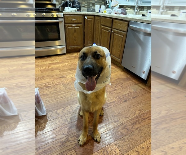 Medium Photo #10  Breeder Profile in KALAMAZOO, MI, USA