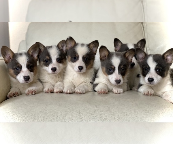 Medium Photo #1  Breeder Profile in WOODLAND, WA, USA