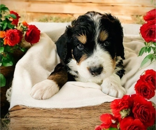 Medium Photo #2  Breeder Profile in MENIFEE, CA, USA