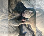 Small #2 Breeder Profile image