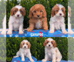 Small #11 Breeder Profile image