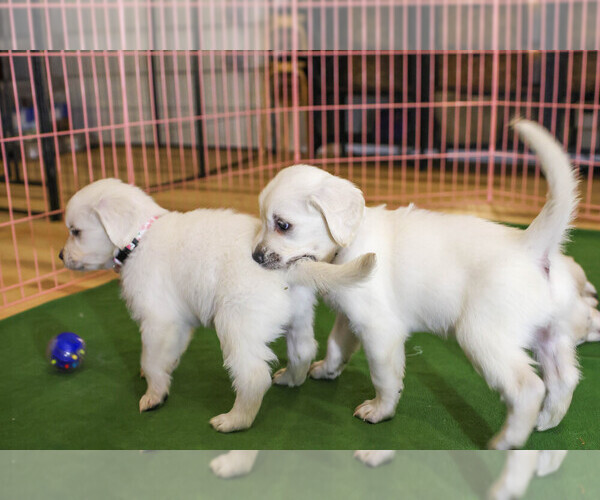 Medium Photo #37  Breeder Profile in MALDEN, MA, USA