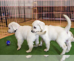 Small #36 Breeder Profile image