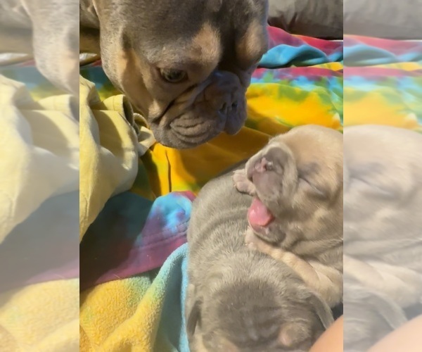 Medium Photo #13  Breeder Profile in BIG RAPIDS, MI, USA