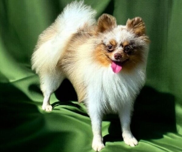 Medium Photo #4  Breeder Profile in ORRVILLE, OH, USA