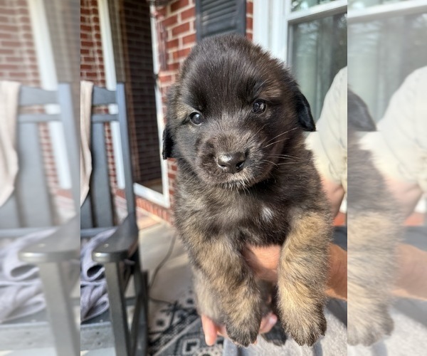 Medium Photo #8  Breeder Profile in MANCHESTER, TN, USA