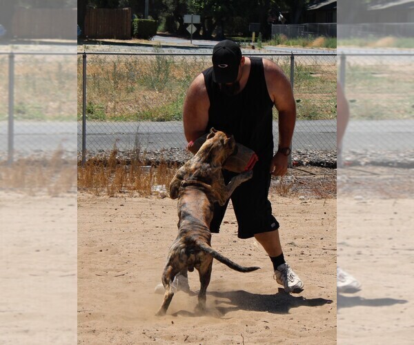 Medium Photo #7  Breeder Profile in OAKLEY, CA, USA