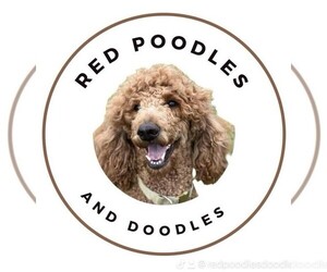 Goldendoodle Dog Breeder in SPRINGDALE,  USA