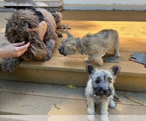 Medium Photo #20  Breeder Profile in FAIR OAKS, CA, USA