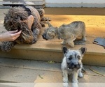 Small #19 Breeder Profile image