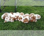 Small #1 Breeder Profile image