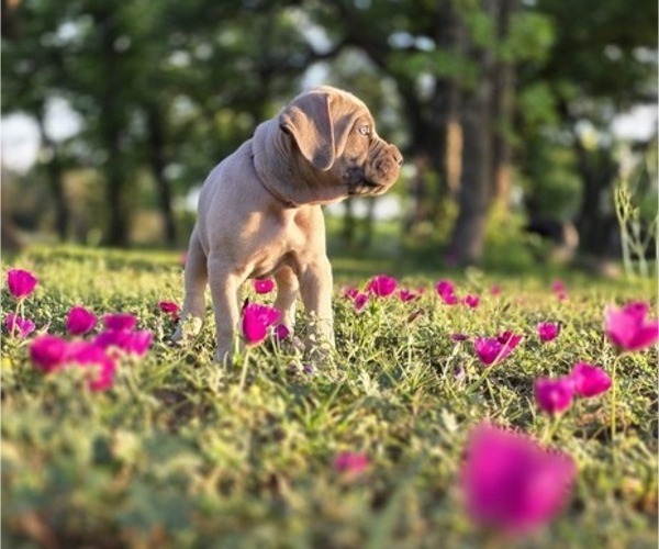 Medium Photo #20  Breeder Profile in BANGS, TX, USA
